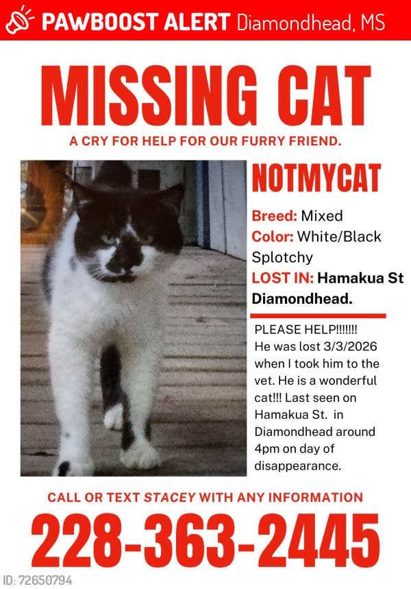 Lost Male Cat last seen Kai I st, Diamondhead, MS 39525