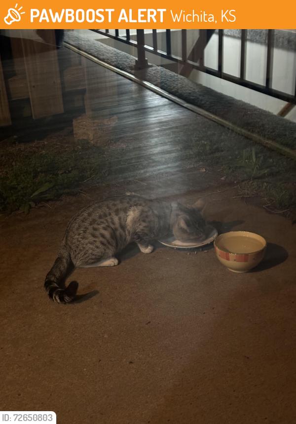 Found/Stray Unknown Cat last seen 61at and Holyoke , Wichita, KS 67216
