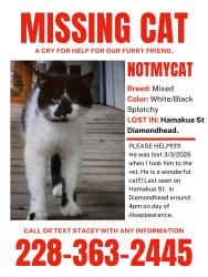 Lost Male Cat last seen Kai I st, Diamondhead, MS 39525