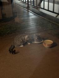 Found/Stray Unknown Cat last seen 61at and Holyoke , Wichita, KS 67216