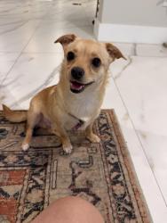 Found/Stray Male Dog last seen Boynton beach complex, Boynton Beach, FL 33426