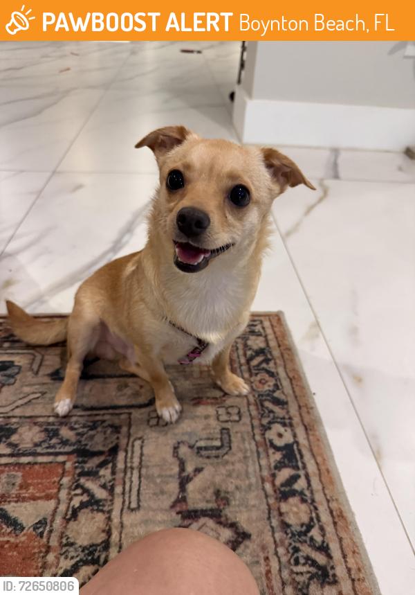 Found/Stray Male Dog last seen Boynton beach complex, Boynton Beach, FL 33426