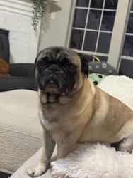 Lost Male Dog last seen Deputy Darren Goforth Park on Horsepen Creek, Cypress, TX 77433