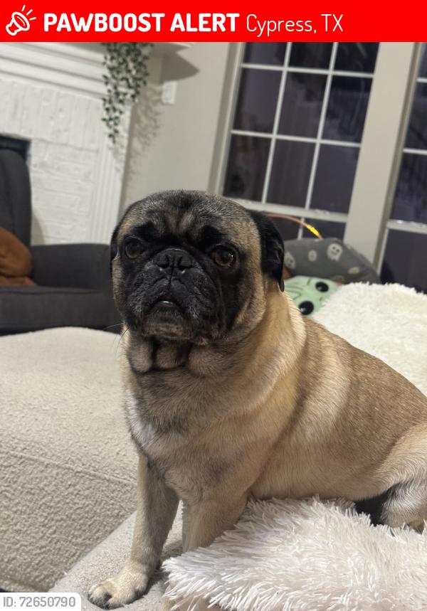 Lost Male Dog last seen Deputy Darren Goforth Park on Horsepen Creek, Cypress, TX 77433