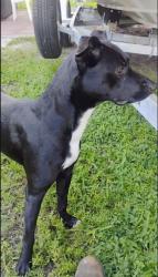 Lost Female Dog last seen tropical park, Miami, FL 33155
