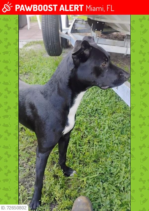 Lost Female Dog last seen tropical park, Miami, FL 33155