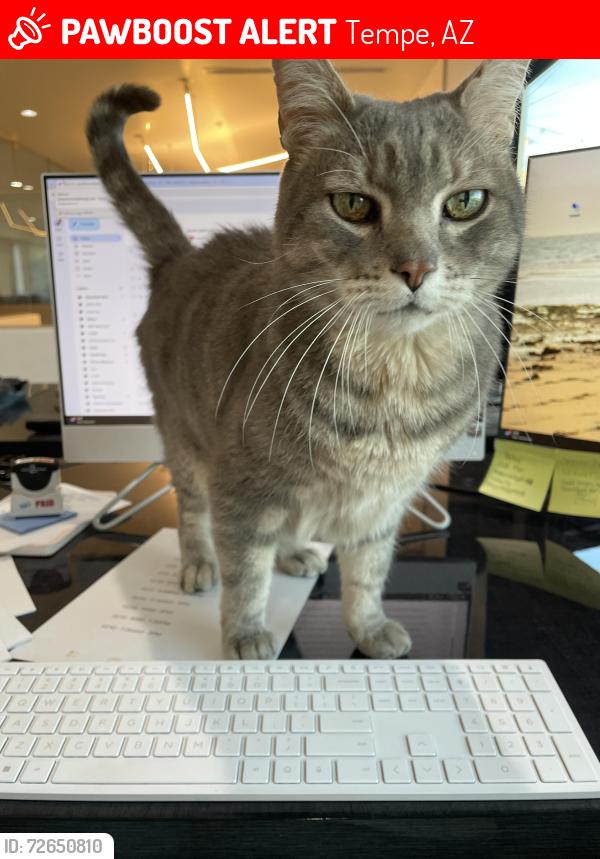 Lost Male Cat last seen Curry & Miller, Tempe, AZ 85288
