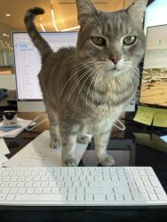 Lost Male Cat last seen Curry & Miller, Tempe, AZ 85288