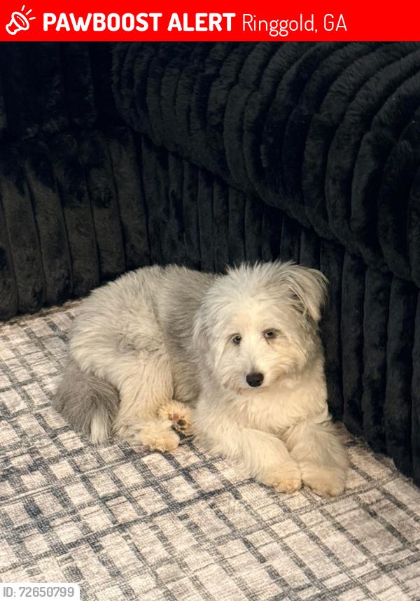Lost Female Dog last seen Wooten Road, Ringgold, GA 30736