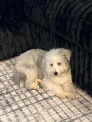 Lost Female Dog last seen Wooten Road, Ringgold, GA 30736