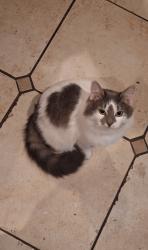 Lost Female Cat last seen Sheldon and Oneida sun valley , Los Angeles, CA 91352