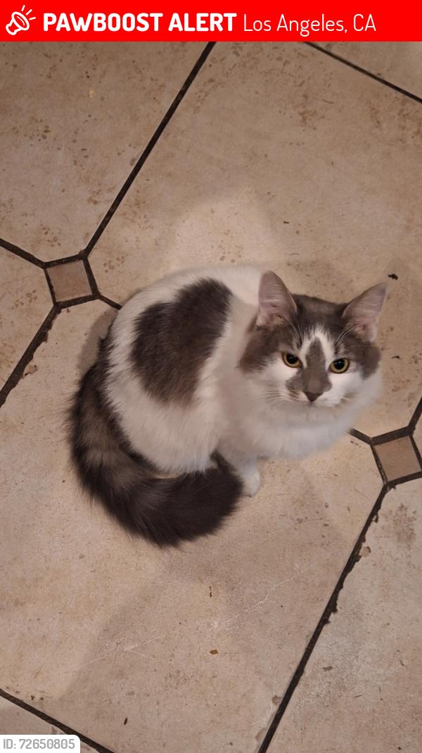 Lost Female Cat last seen Sheldon and Oneida sun valley , Los Angeles, CA 91352