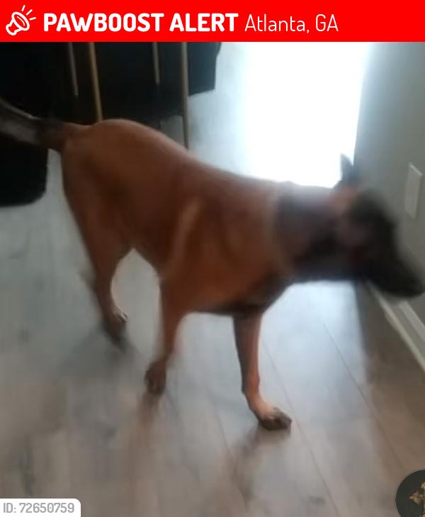Lost Male Dog last seen Mays and cascade area by walmart, Atlanta, GA 30331