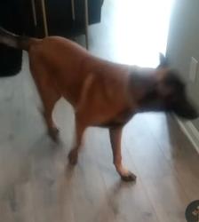 Lost Male Dog last seen Mays and cascade area by walmart, Atlanta, GA 30331