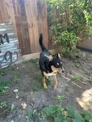 Lost Female Dog last seen Atlantic/Abott rd, South Gate, CA 90280