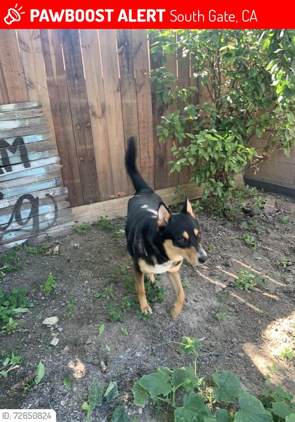 Lost Female Dog last seen Atlantic/Abott rd, South Gate, CA 90280