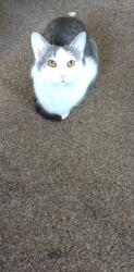Lost Female Cat last seen Greater Grace Church , Merrillville, IN 46410