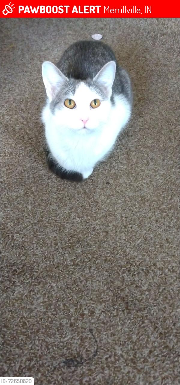 Lost Female Cat last seen Greater Grace Church , Merrillville, IN 46410