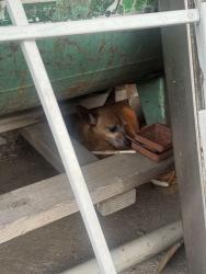 Found/Stray Unknown Dog last seen Vermont and 104th , Los Angeles, CA 90044