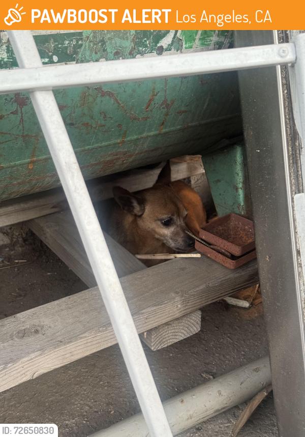 Found/Stray Unknown Dog last seen Vermont and 104th , Los Angeles, CA 90044