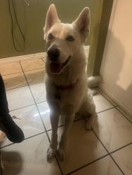 Lost Female Dog last seen Near Richland Ave , Santa Ana, CA 92703