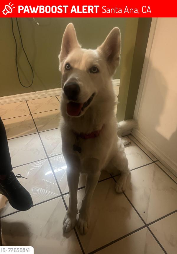 Lost Female Dog last seen Near Richland Ave , Santa Ana, CA 92703