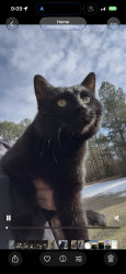Found/Stray Male Cat last seen Near Childress rd, Bauxite, AR 72011