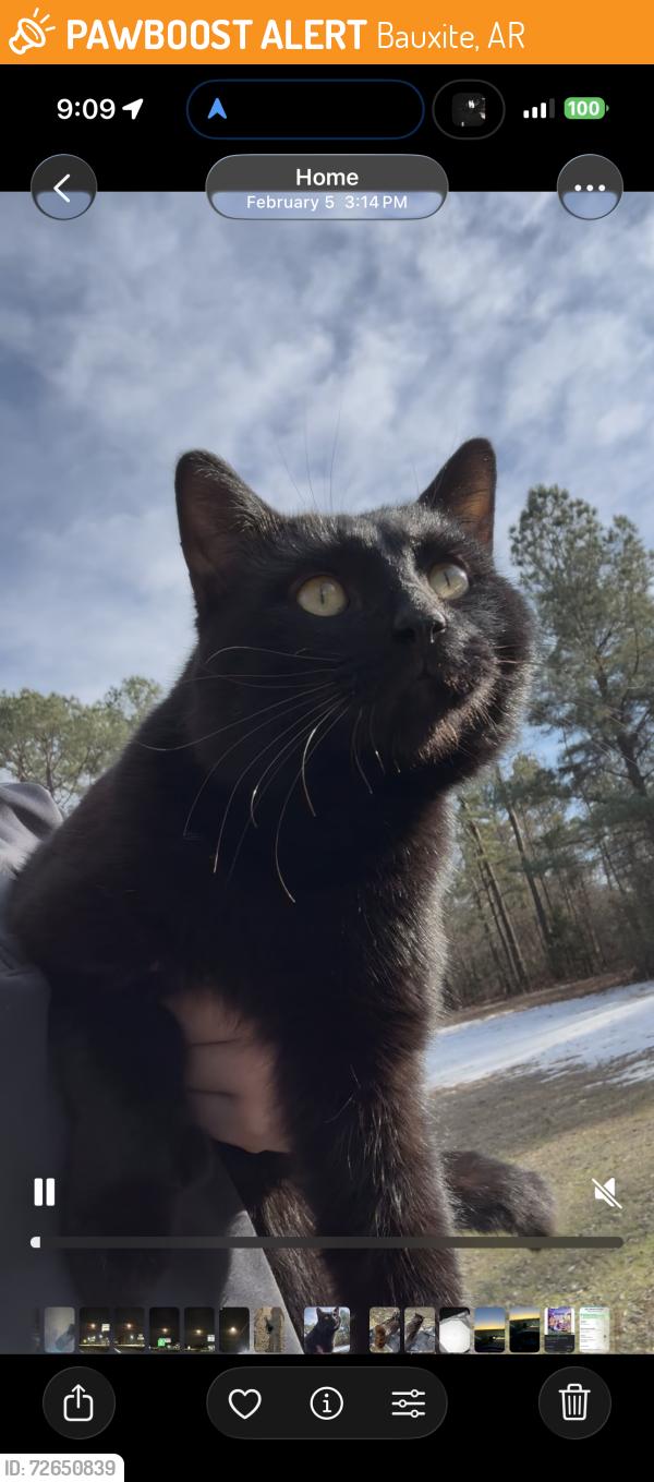 Found/Stray Male Cat last seen Near Childress rd, Bauxite, AR 72011