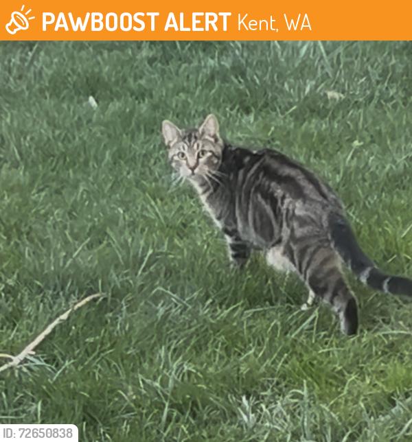 Found/Stray Unknown Cat last seen 238th St and 98th Ave S in Kent, Kent, WA 98042