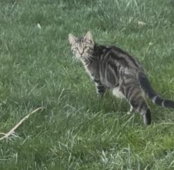 Found/Stray Unknown Cat last seen 238th St and 98th Ave S in Kent, Kent, WA 98042