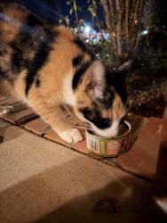 Found/Stray Unknown Cat last seen Meadowhill Dr, Murfreesboro, TN , Murfreesboro, TN 37130