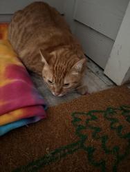 Found/Stray Unknown Cat last seen Terrene at the Grove apmts, Wilsonville, OR 97070