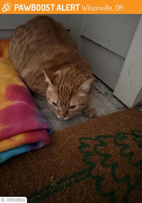 Found/Stray Unknown Cat last seen Terrene at the Grove apmts, Wilsonville, OR 97070