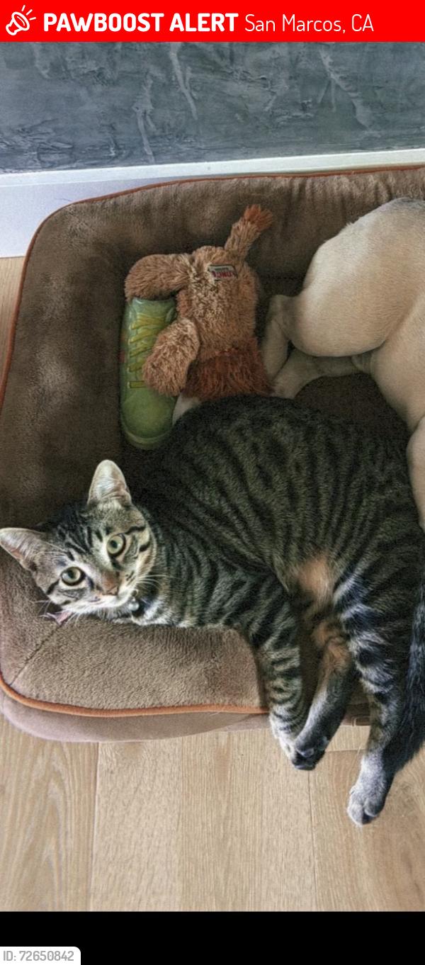 Lost Male Cat last seen Walnut grove park , San Marcos, CA 92069