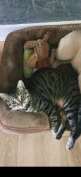 Lost Male Cat last seen Walnut grove park , San Marcos, CA 92069