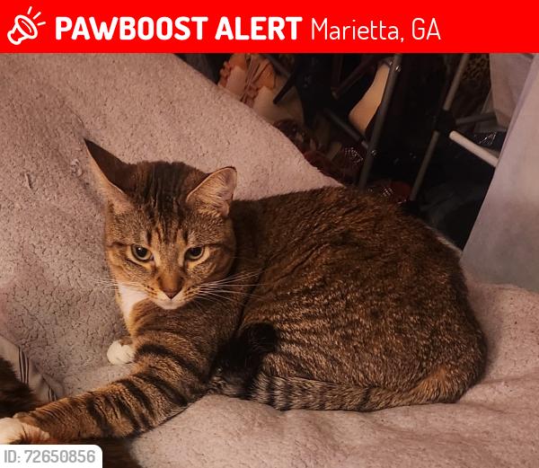 Lost Female Cat last seen Hice Farm, Marietta, GA 30064