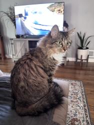 Lost Female Cat last seen Benteen Park, Atlanta, GA 30315