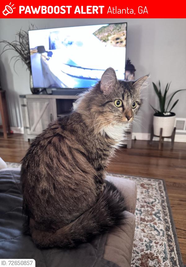 Lost Female Cat last seen Benteen Park, Atlanta, GA 30315