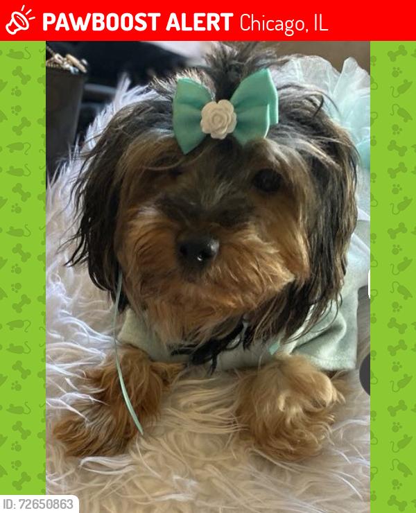 Lost Female Dog last seen Bishop, Chicago, IL 60643