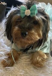 Lost Female Dog last seen Bishop, Chicago, IL 60643
