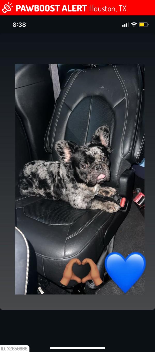 Lost Male Dog last seen Chateau & Eastland near Wayside Dr, Houston, TX 77028