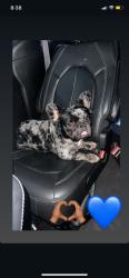 Lost Male Dog last seen Chateau & Eastland near Wayside Dr, Houston, TX 77028