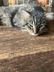 Lost Male Cat last seen Patterson and Humes, Florissant, MO 63031