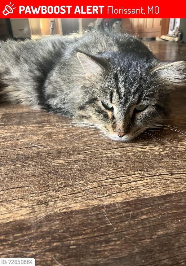 Lost Male Cat last seen Patterson and Humes, Florissant, MO 63031