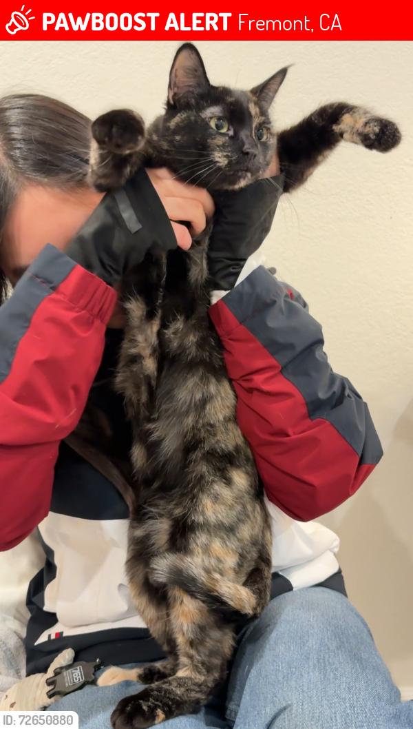 Lost Female Cat last seen Last seen in the bushes at Caprice cmn and Marrieta drive across Crimson circle., Fremont, CA 94538