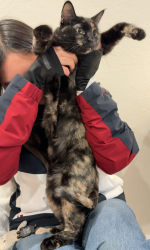 Lost Female Cat last seen Last seen in the bushes at Caprice cmn and Marrieta drive across Crimson circle., Fremont, CA 94538