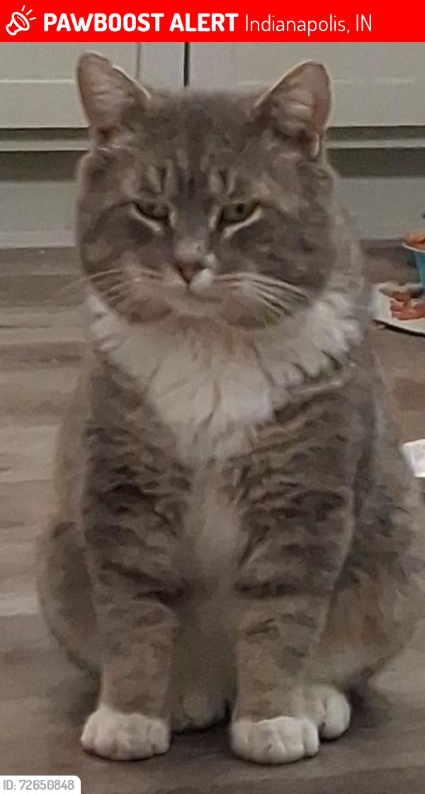 Lost Male Cat last seen Berwick and kansas  or Alton and morris, Indianapolis, IN 46241