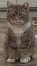 Lost Male Cat last seen Berwick and kansas  or Alton and morris, Indianapolis, IN 46241