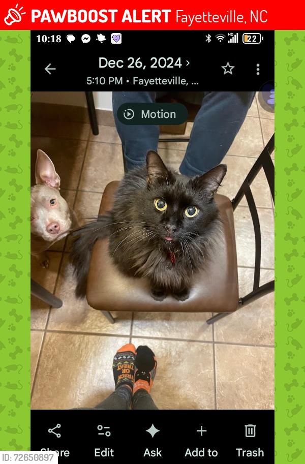 Lost Male Cat last seen Golf rd, Fayetteville, NC 28314