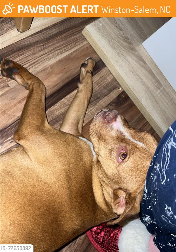 Found/Stray Male Dog last seen Peachtree st , Winston-Salem, NC 27107